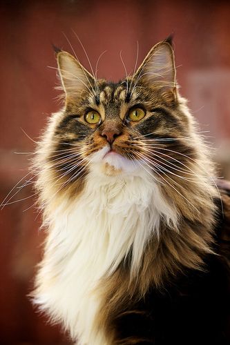 Lost Maine Coon orange tabby named Lily in Toronto