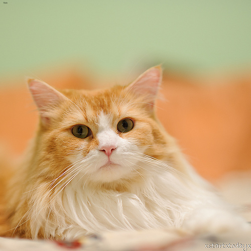 Lost Maine Coon white named Lily in St. Catharines