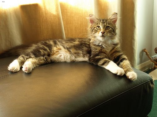 Lost Maine Coon black named Smokey in Steinbach