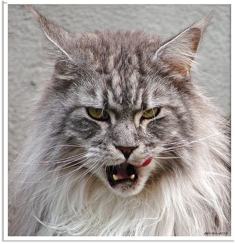 Lost Maine Coon cream named Willow in Calgary