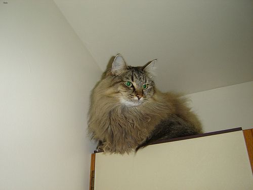 Lost Maine Coon black named Lola in Delta