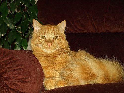 Lost Maine Coon grey named Chloe in London