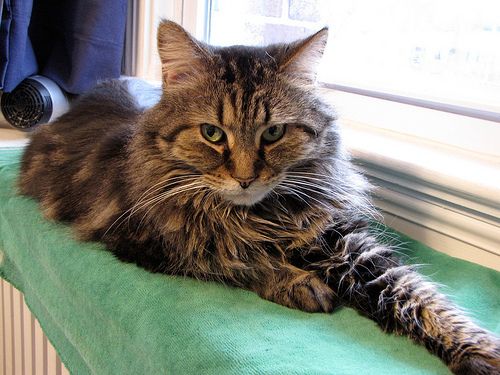 Lost Maine Coon orange tabby named Lily in Caledon