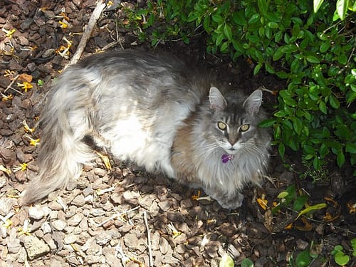 Lost Maine Coon tortoiseshell named Pumpkin in Whitby