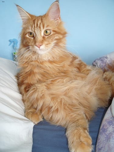 Lost Maine Coon tortoiseshell named Cleo in Lévis