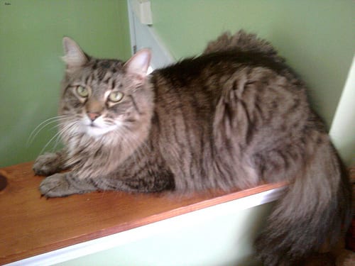 Lost Maine Coon grey tabby named Pumpkin in Orangeville