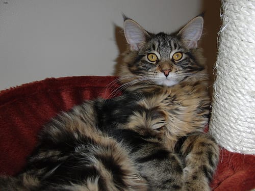 Lost Maine Coon orange tabby named Simba in Niagara Falls