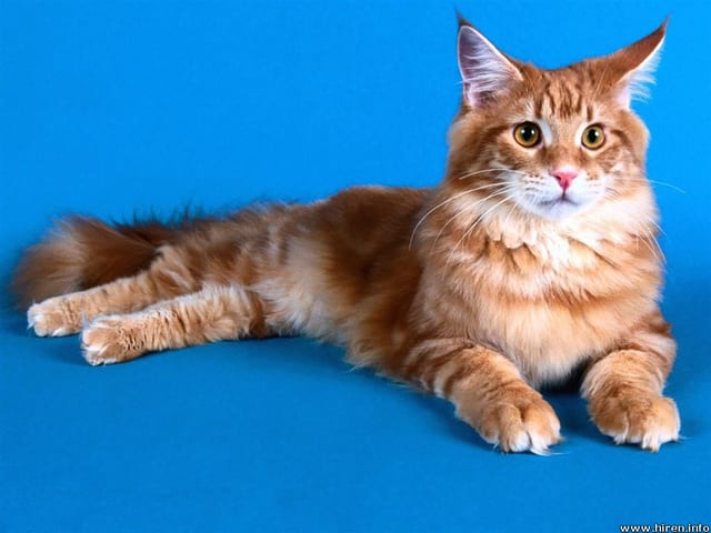 Lost Maine Coon white named Cleo in Edmonton