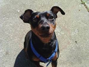 Lost Miniature Pinscher golden named Rosie in Caledon