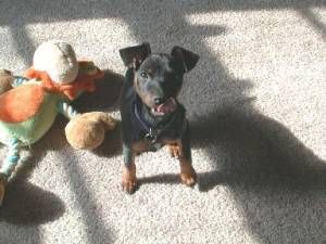 Lost Miniature Pinscher brown and white named Charlie in Montréal