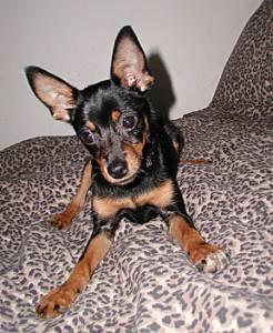 Lost Miniature Pinscher cream named Rocky in Vancouver