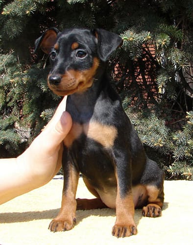 Lost Miniature Pinscher black and white named Lucy in Repentigny