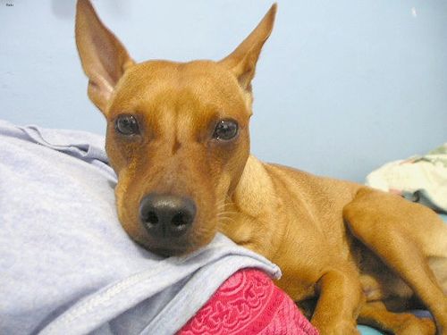 Lost Miniature Pinscher golden named Max in Montréal