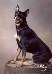 Lost Miniature Pinscher black and white named Luna in Delta