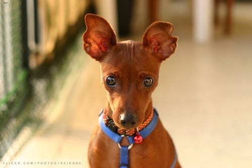 Lost Miniature Pinscher tan named Lucy in Stratford