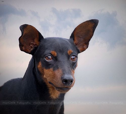 Lost Miniature Pinscher chocolate named Maggie in Guelph