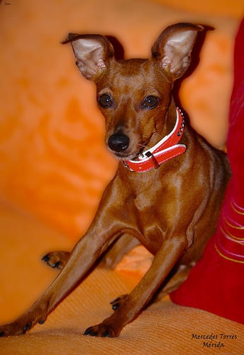Lost Miniature Pinscher brown and white named Tucker in Chestermere