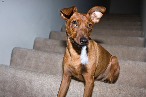 Lost Miniature Pinscher cream named Sadie in Georgina