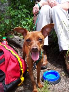 Lost Miniature Pinscher golden named Nala in Mount Pearl