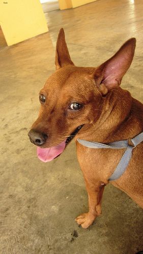 Lost Miniature Pinscher tan named Winston in Calgary