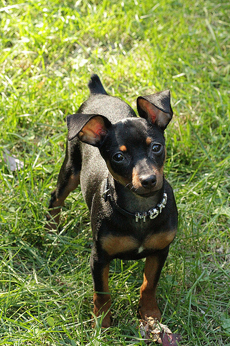 Sadie