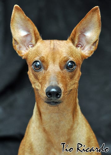 Lost Miniature Pinscher brown named Tucker in Port Moody