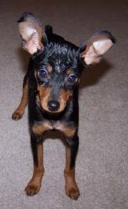Lost Miniature Pinscher brown and white named Finn in Fort St. John