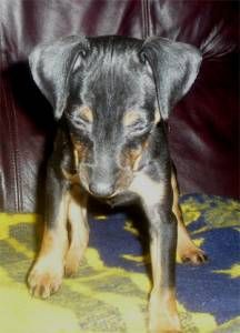 Lost Miniature Pinscher cream named Zoey in Ottawa