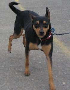 Lost Miniature Pinscher brown named Lucy in Windsor