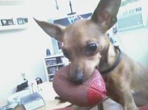 Lost Miniature Pinscher brown and white named Luna in Cobourg