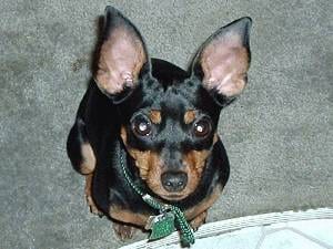 Lost Miniature Pinscher cream named Oliver in Timmins