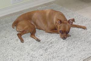 Lost chocolate Miniature Pinscher named Molly in Welland