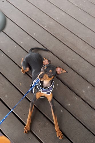 Lost Miniature Pinscher golden named Bailey in Pickering