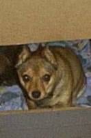 Lost Miniature Pinscher tan named Daisy in Saskatoon
