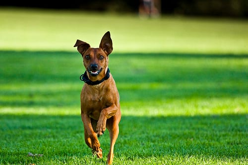 Lost Miniature Pinscher golden named Maggie in Mount Pearl