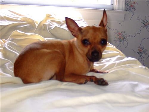 Lost Miniature Pinscher chocolate named Zoey in Québec City