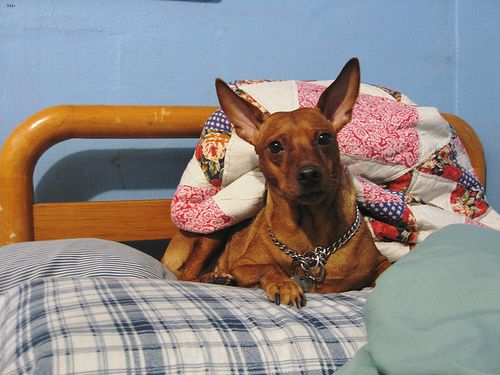 Lost Miniature Pinscher brown named Max in Edmonton
