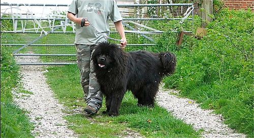 Lost Newfoundland brown named Zoey in Vancouver