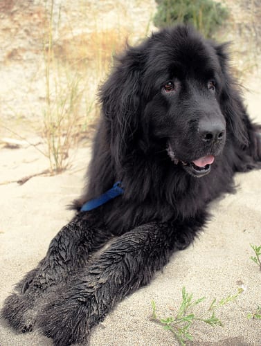 Lost Newfoundland golden named Nala in Mississauga