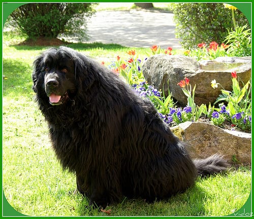 Lost Newfoundland grey named Sadie in Penticton
