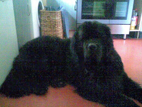 Lost Newfoundland black named Ellie in Toronto