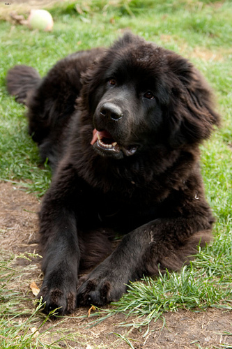 Lost Newfoundland cream named Lucy in Vancouver