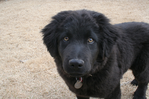 Oliver