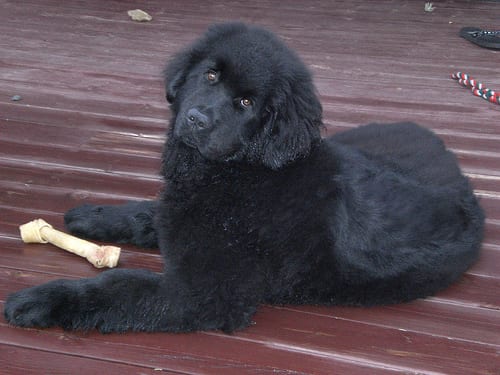Lost Newfoundland golden named Finn in Truro