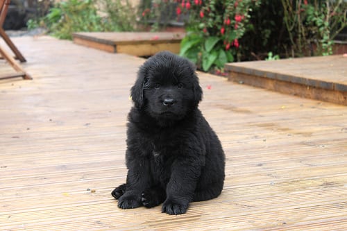 Lost Newfoundland black and white named Finn in Squamish