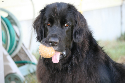 Lost Newfoundland chocolate named Maggie in Toronto