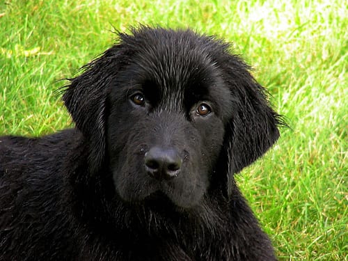 Lost Newfoundland black named Max in Saint John