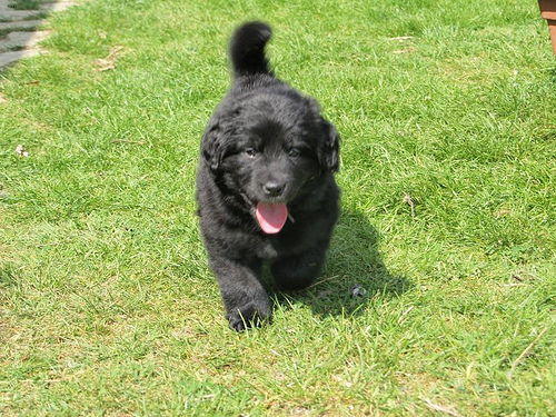 Lost Newfoundland golden named Leo in Saguenay