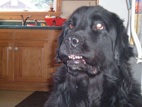 Lost Newfoundland brown and white named Duke in Toronto