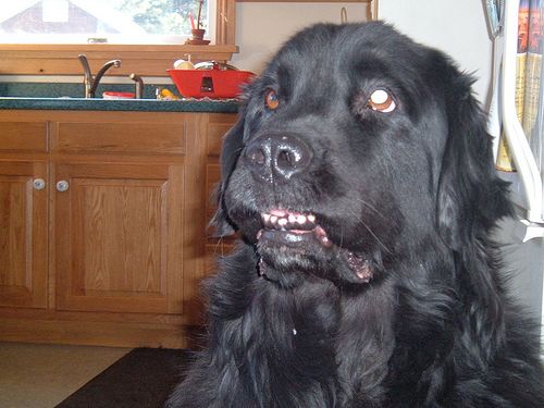 Lost Newfoundland brown and white named Duke in Toronto